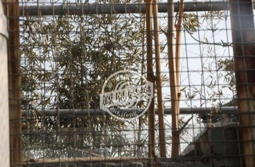 Bức tường cao gần 4m bao quanh mặt chính nhà