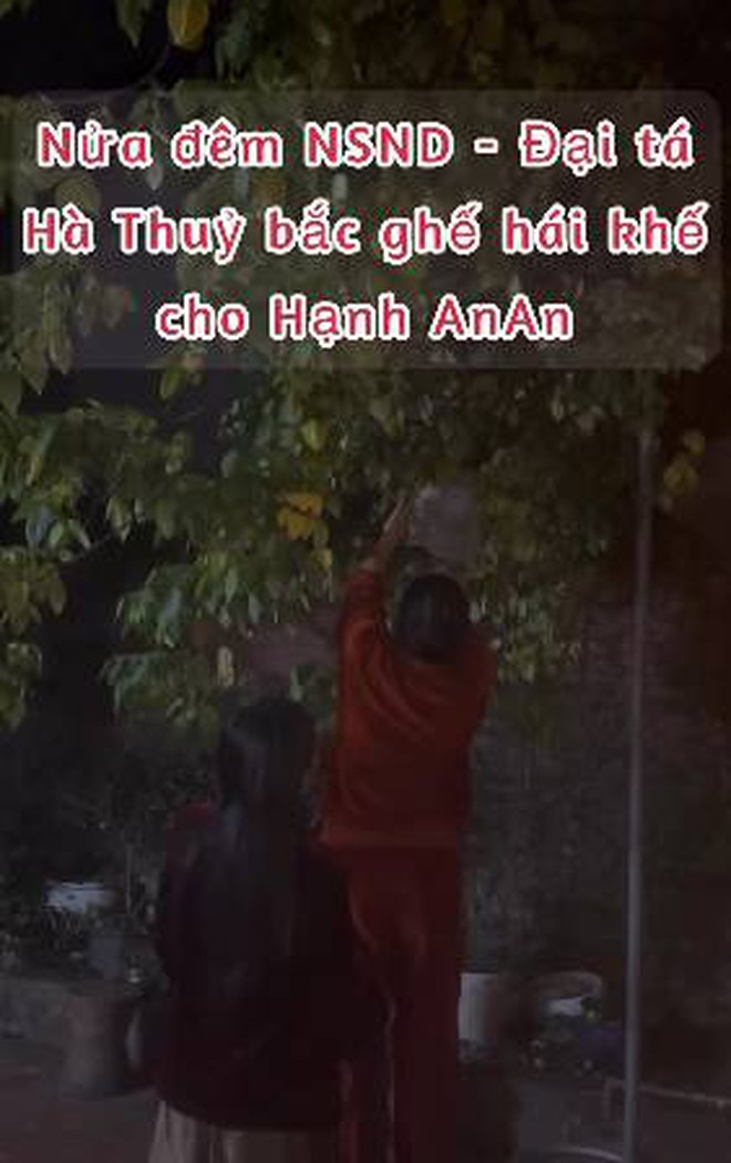 NSND Hà Thủy trèo hái khế lúc tối muộn cho đàn em. NSND Hà Thủy hái khế ban đêm